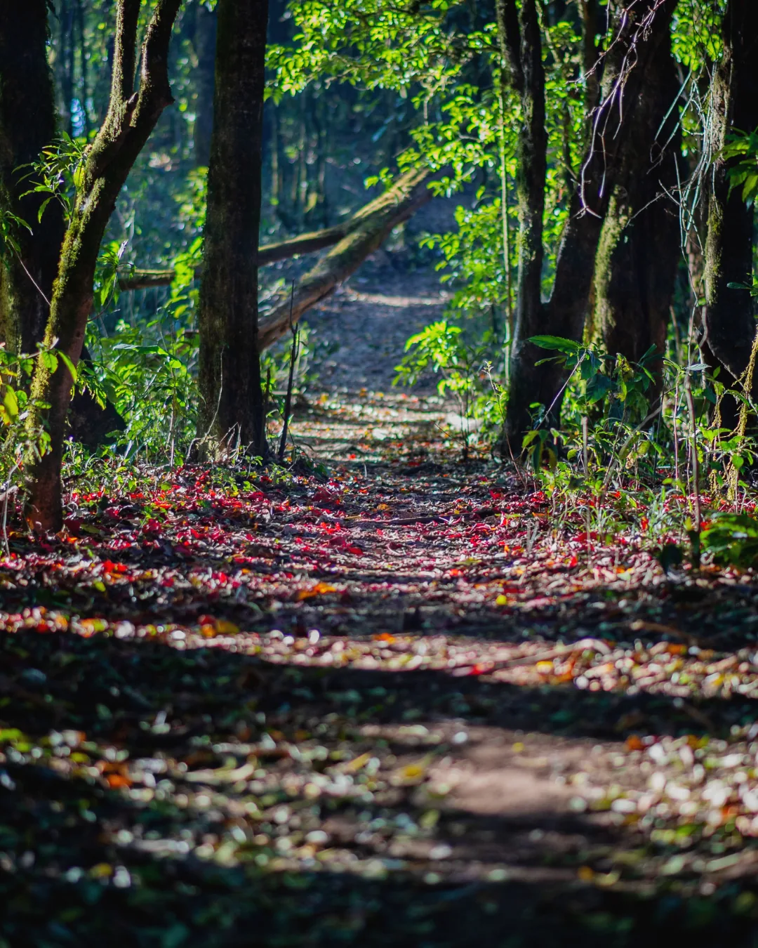Forest trail in Lailias style landscape